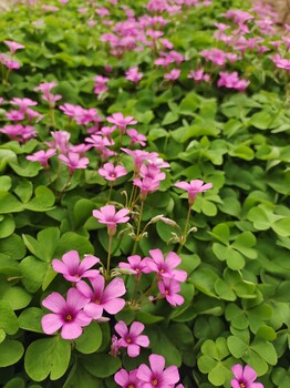 红花酢浆草球茎批发红花草种苗