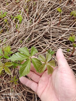 五彩爬山虎苗子免费包邮