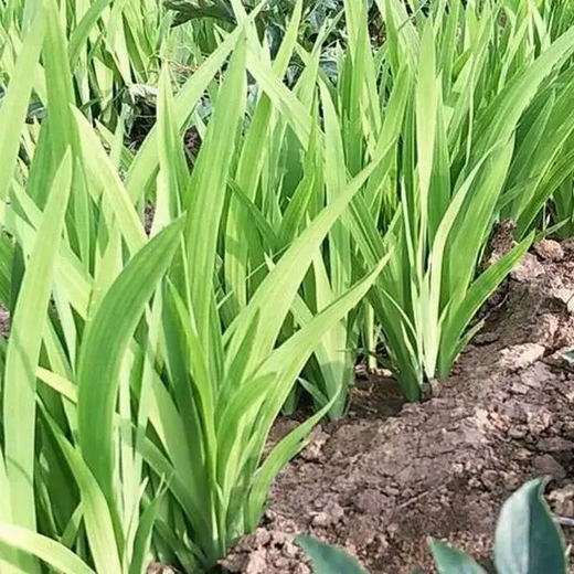 射干种子价格不贵发芽率高