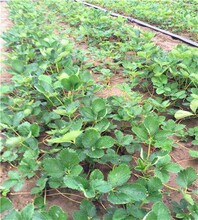 久香牌草莓苗今年价格不贵提供栽培技术图片