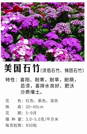 矮生花卉石竹种子亩用量