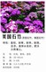 供应矮生花卉种子发芽率高产品图