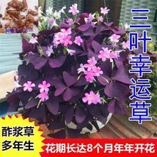 紫叶酢浆草种球批发供应图片
