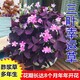 紫叶酢浆草苗