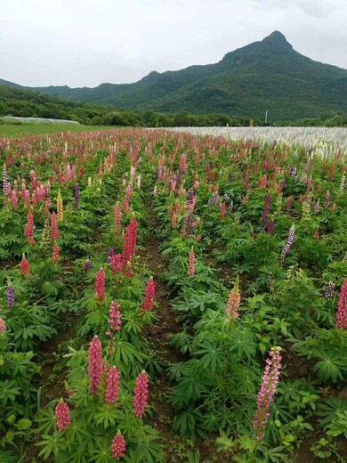 鲁冰花种子价格鲁冰花种植时间