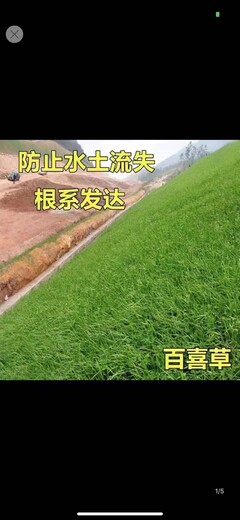 护坡草坪草籽什么品种护坡效果好