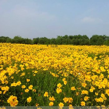 大花金鸡菊种子批发金鸡菊新种子价格