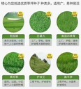 草坪草籽批发品种多价格便宜