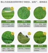 辽宁草坪型黑麦草蓝标种子每平方用量图片