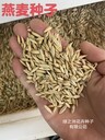 批發(fā)大麥種子復(fù)綠快