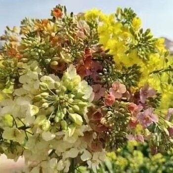 油菜种子油菜花种子彩色油菜花种子供应