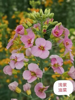 油菜种子油菜花种子彩色油菜花种子供应