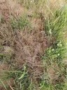 蘭州礦山邊坡治理工程微生物菌肥