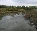 泰州水生態修復工程河道底泥原位修復劑