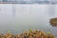 温州河道水生态水质调控型环境修复剂