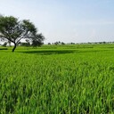 呂梁礦山污染土壤修復(fù)微生物改良劑