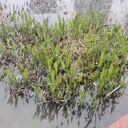 成都河道湖泊激發(fā)土著微生物活性催化劑