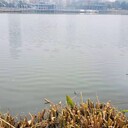 廣州河湖治理激發(fā)土著微生物活性催化劑