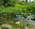 深圳河道水質調控微生物環境修復劑