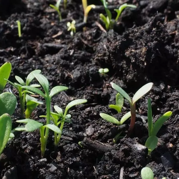 四川农业种植微生物团粒结构改良技术EM菌销售