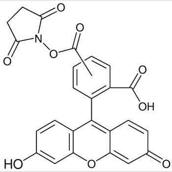 117548-22-8，5(6)-FAMSE,5(6)-羧基荧光素琥珀酰亚胺酯