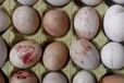 什么药能增加鸡产蛋量增加产蛋率的药有什么什么药物提高蛋鸡产蛋