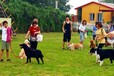 天津市寵物寄養每只狗狗獨立小院