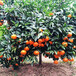 無籽沃柑橘樹苗批發，沃柑橘樹苗價格