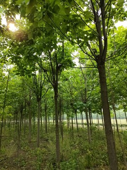 欒樹(shù)，太康大葉女貞，白蠟，五角楓，國(guó)槐七葉樹(shù)基地