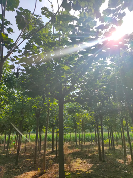 河南大型楸樹梓樹基供應(yīng)楸樹，梓樹8-15公分，有的挖工團(tuán)隊(duì)