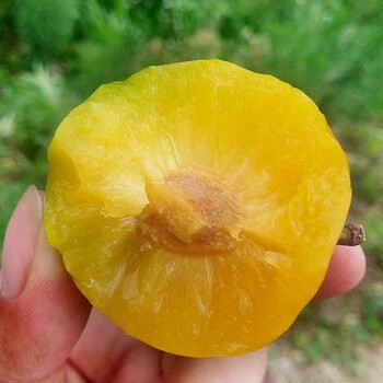 重慶北碚李樹苗苗圃,重慶北碚李樹苗多少錢一棵
