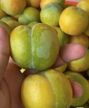 重慶奉節(jié)蜂糖李樹苗基地,重慶奉節(jié)蜂糖李樹苗多少錢