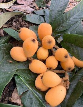 重慶江津枇杷樹苗多少錢,重慶江津枇杷樹苗基地