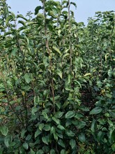 重慶南岸梨子樹苗,重慶南岸梨子樹苗價格圖片