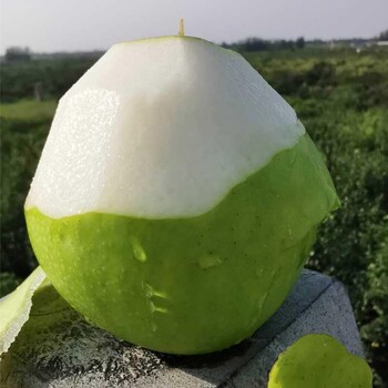 貴州安順梨苗,貴州安順梨苗多少錢一棵
