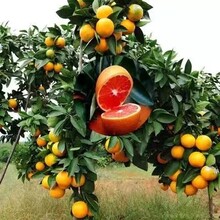 柑橘樹苗,柑橘樹苗基地圖片