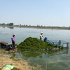 北京買水草的地方,水草養殖廠家直發,價格便宜
