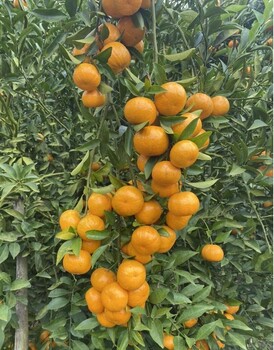 云南柑橘苗基地-云南柑橘苗多少錢一株