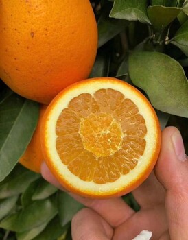 晚熟柑橘苗-貴州晚熟柑橘苗批發(fā)-晚熟柑橘苗新品種
