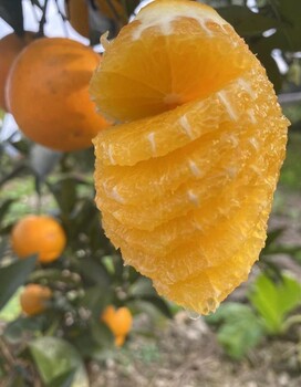 湖南張家界柑橘苗-柑橘苗基地-柑橘苗哪里有賣
