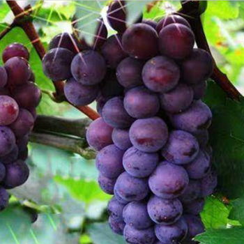四川达州葡萄树苗-葡萄树苗基地-葡萄树苗新品种