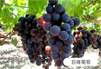 新疆葡萄树苗-新疆葡萄树苗价格-葡萄树苗新品种