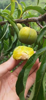 貴州安順蜂糖李苗-蜂糖李苗出售-蜂糖李苗多少錢一株