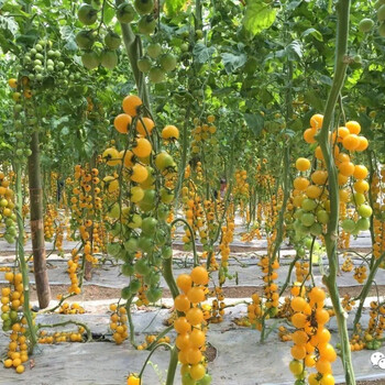 海澤拉進(jìn)口夏日陽(yáng)光索拉娜可人黃色櫻桃番茄種子苗子