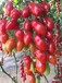 海泽拉进口安达拉安多丽娜红色樱桃番茄种子苗子寿光育苗基地