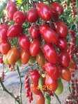 海泽拉进口安达拉安多丽娜红色樱桃番茄种子苗子寿光育苗基地