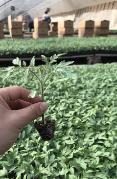 SVTG4311草莓番茄種子苗子美國圣尼斯公司