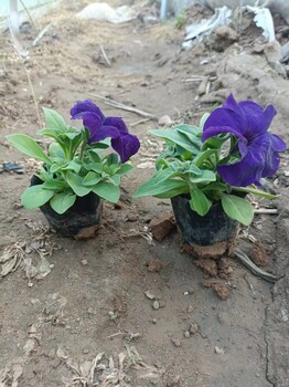 南京草花种植批发基地，时令花草批发，鸡冠花种植批发