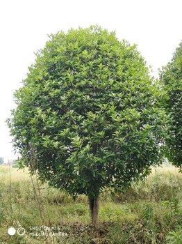 桂花樹價格，桂花10公分12公分多少錢