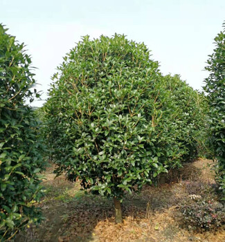 10公分桂花樹價格行情